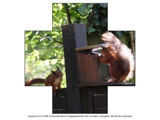 Formen-Eichhörnchen-Fotos-3.pdf
